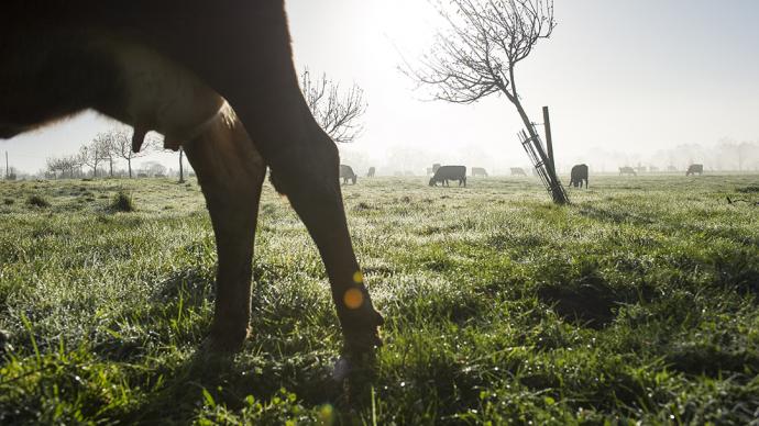 Zoom sur le pis d'une vache dans un champ