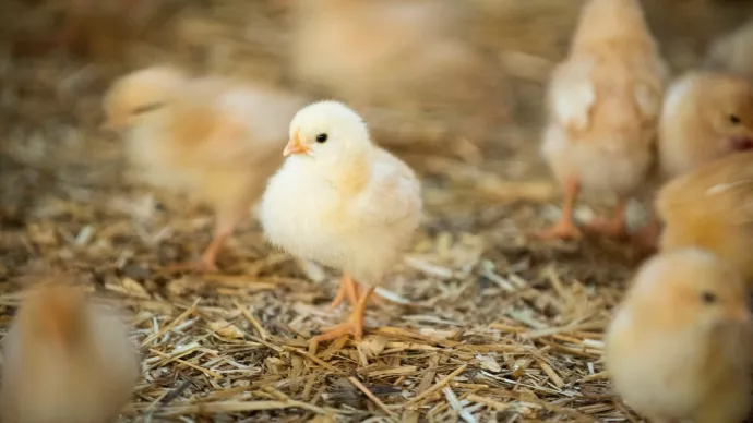 Poussins d'un élevage de poulets.