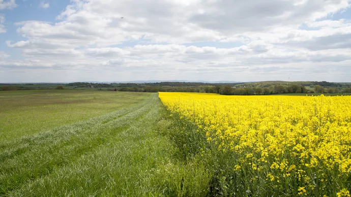 Prairie et parcelle de colza en fleurs