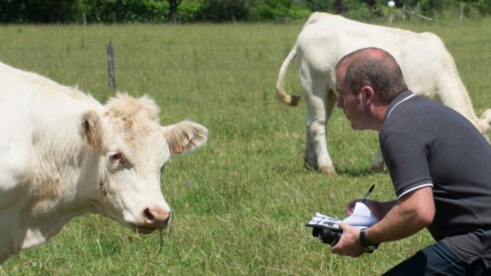 Un éleveur dans un champ observe ses vaches.