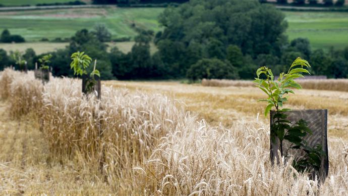 Champs de blé avec arbre (agroforesterie)