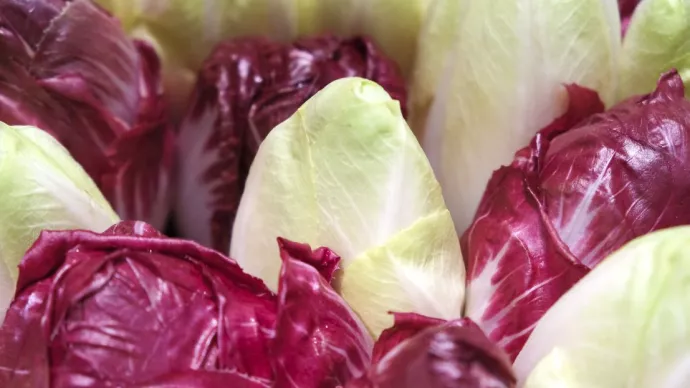 Des endives en gros plan