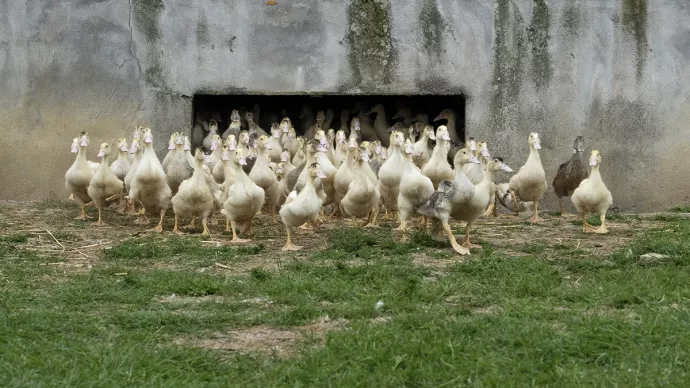 Canards en plein air