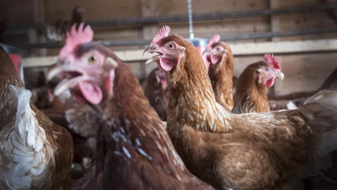 Élevage de poules pondeuses