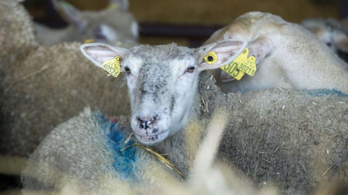 Un mouton au milieu d'un troupeau