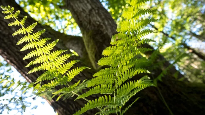 Fougère devant un tronc d'arbre