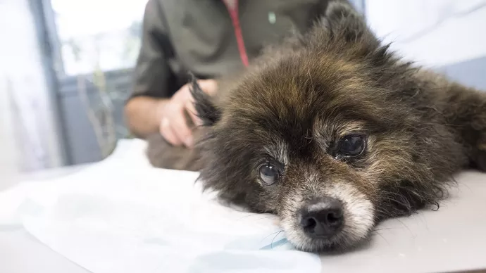 Un vétérinaire ausculte un chien dans son cabinet.