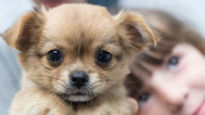 Un chihuaha et un enfant