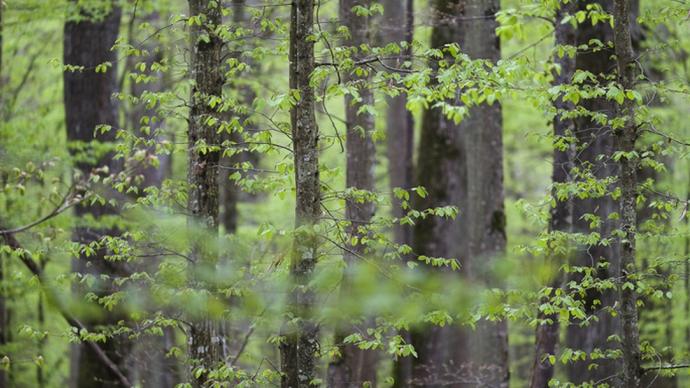 forêt avec des chênes et des charmes