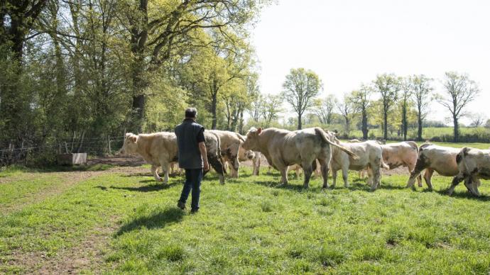 Eleveur avec ses vaches en pâtures