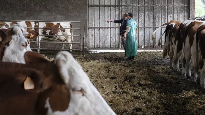 Visite vétérinaire dans une ferme en production laitière.