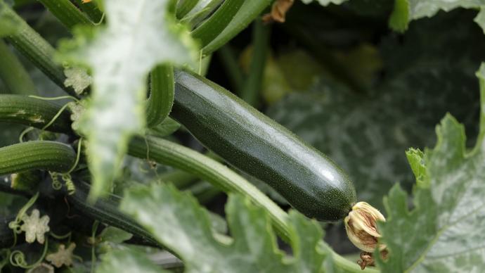 Courgettes