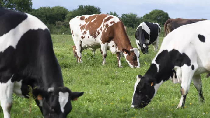 vaches dans un pré