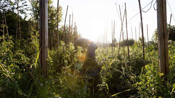 Maraîcher dans ses cultures en agriculture biologique