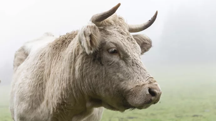 Vache charolaise au pré.