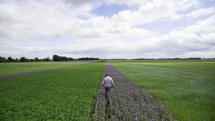 Champs de lin, chanvre. Une bande de jachère (phacélie) a été implantée pour faciliter la coupe et le rouissage. Agriculteur observant ses cultures.