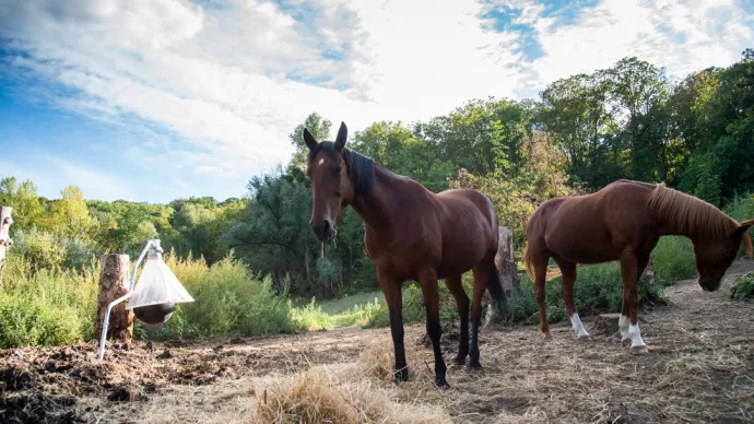 Chevaux dans un pré