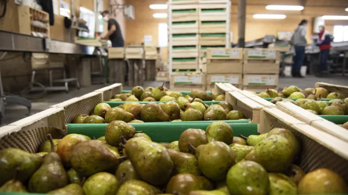 Tri et calibrage des poires williams dans un entrepôt