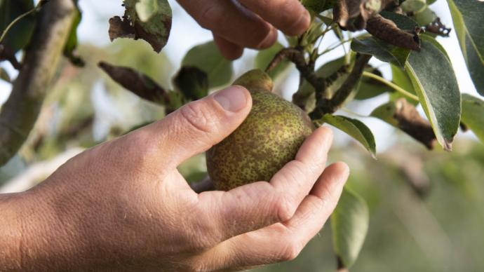 main cueillant une poire