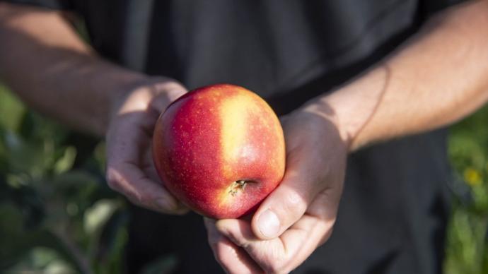 Producteur tenant une pomme dans ses mains