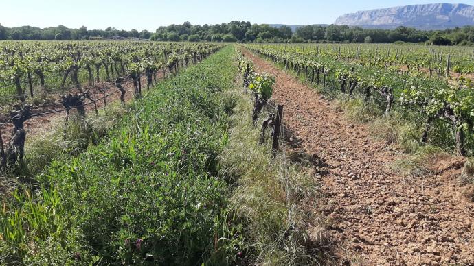 Engrais vert entre les rangs de vigne