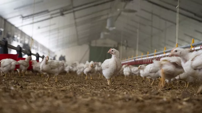 élevage de poulet en bâtiment