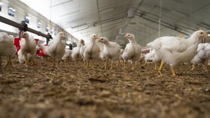 Elevage de poulets de chair certifiés à croissance intérmédiaire. Poulets au stade 29 jours.