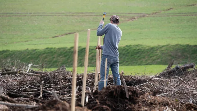 Plantation d’arbres(feuillus) par un pépiniériste forestier après une coupe rase.