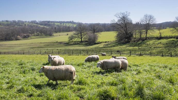 Des moutons