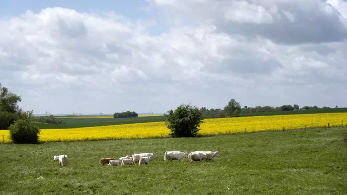 Vaches dans un champ