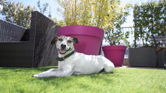 Chien allongé sur une terrasse