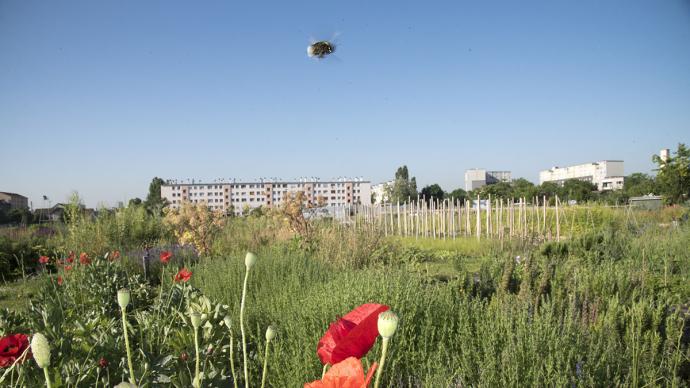 Prairie fleurie en milieu urbain