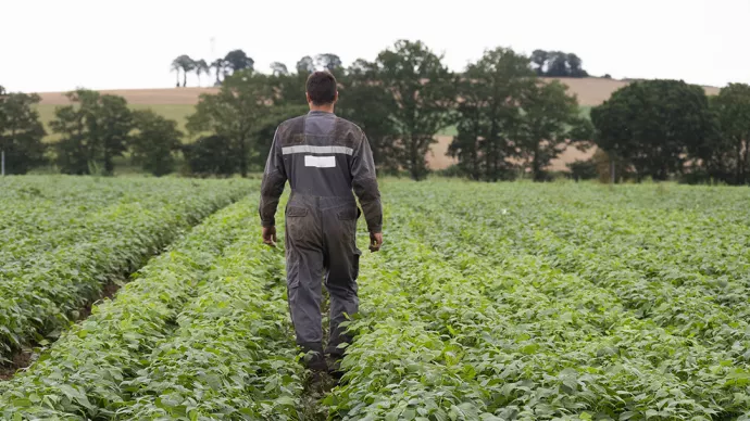 Agriculteur marchant dans un champ d'haricots verts