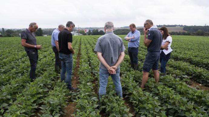 Collectif GIEE fermes économes en eau dans un champ de haricots