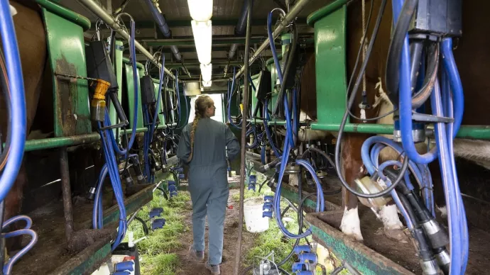 Image d'illustration d'une salle de traite installée au milieu du troupeau dans le pâturage.