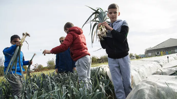 Atelier de récolte des légumes