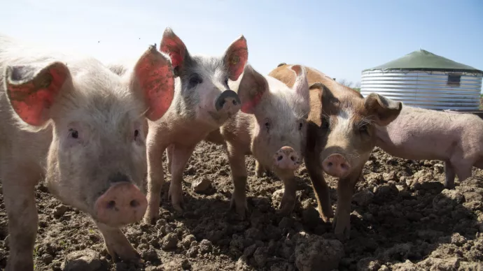 Cochons d'élevage en extérieur