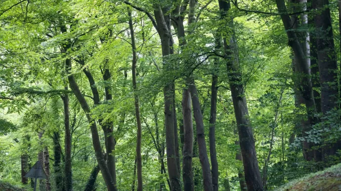 Forêt