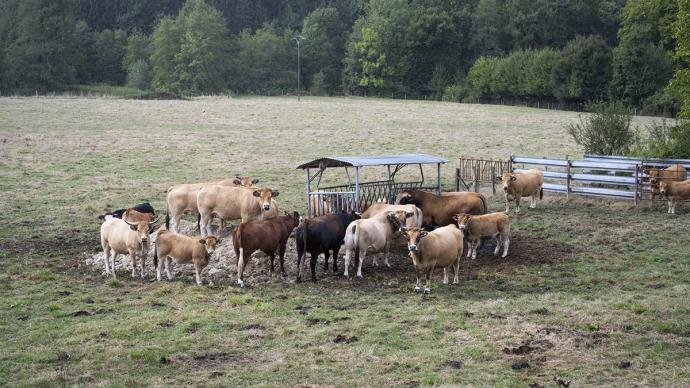 Aubrac mangeant des fourrages