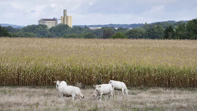 Prairie d'été sèche avec des bovins en train de paître. Un champs de maïs en arière plan.