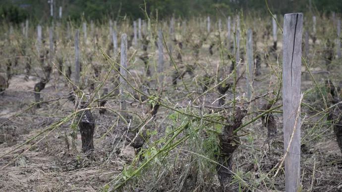 Dégâts dus à la tempête de 2023 sur des vignes dans le Cher.