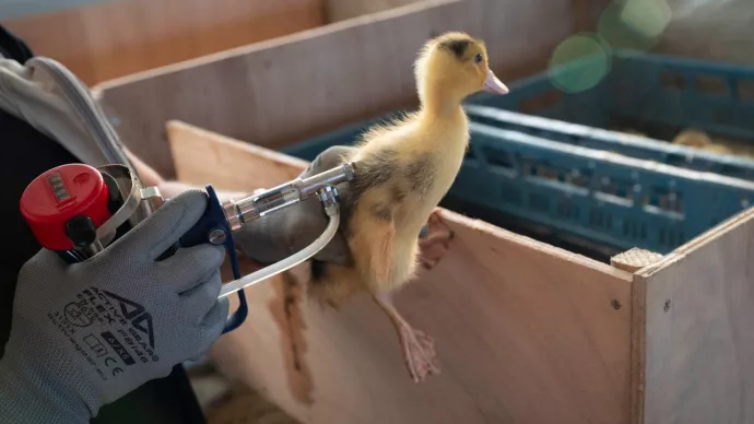 Vaccination d'un caneton