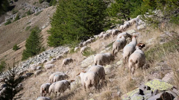 Troupeau de brebis mourérous en estive au col de la Colombière