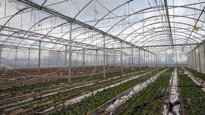 Dégâts sur les serres d'une exploitation agricole suite au passage d'une tempête