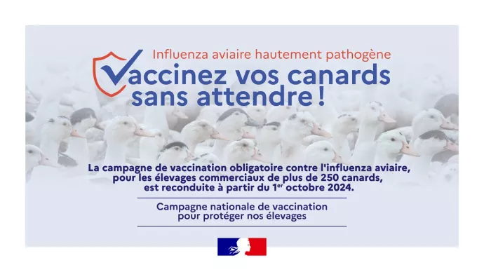 Influenza aviaire hautement pathogène : vaccinez vos canards sans attendre ! La campagne de vaccination obligatoire contre l'influenza aviaire, pour les élevages commerciaux de plus de 250 canards, est reconduite à partir du 1er octobre 2024.