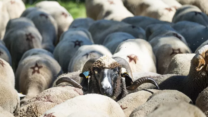 Troupeau de moutons