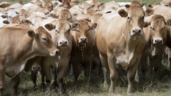 Troupeau de vaches allaitantes au pâturage