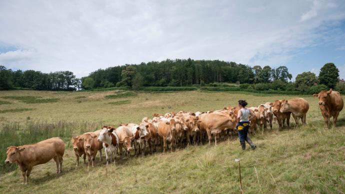 Des bovins en pâture dans un paysage bocager