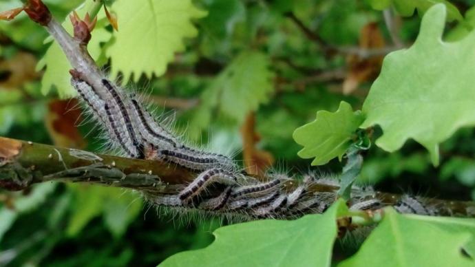 chenilles processionnaires du chêne sur un tronc