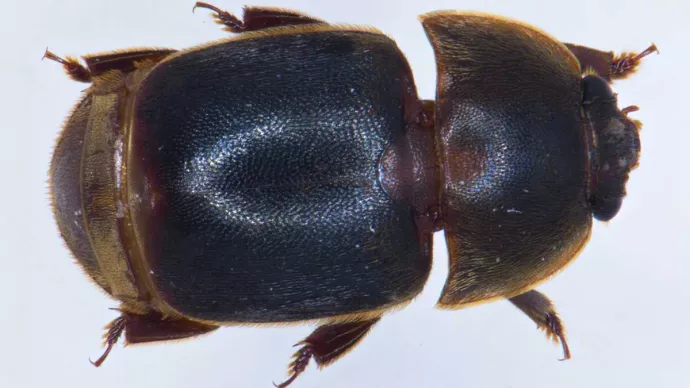 Aethina tumida, insecte ravageur